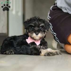 Daisy, Miniature Schnauzer Puppy